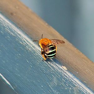 Blue-banded Bee (Amegilla cingulata)