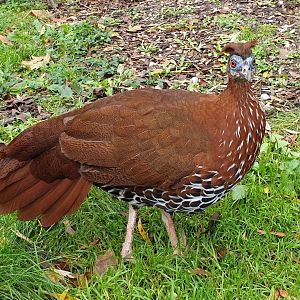 Vieillot's fire-back pheasant - female