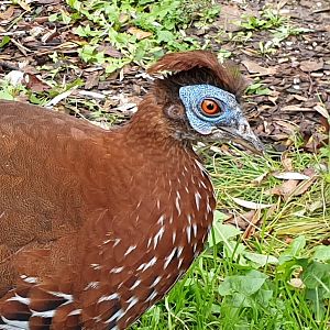 Vieillot's fire-back pheasant - female