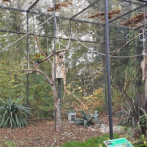 Buffon's macaw - Burrowing parrot aviary