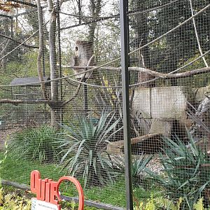 Buffon's macaw - Burrowing parrot aviary