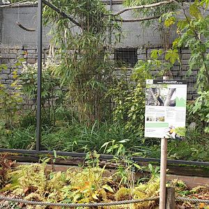 Aviary Wreathed hornbill