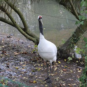 Red-crowned crane