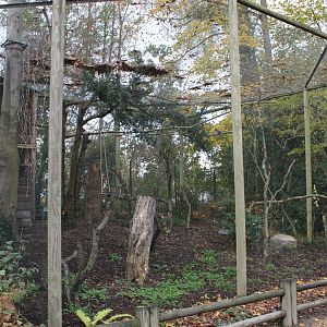 Aviary Indian red-billed blue magpie