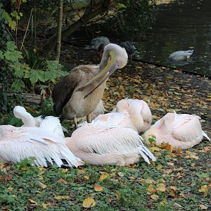 Great white pelicans