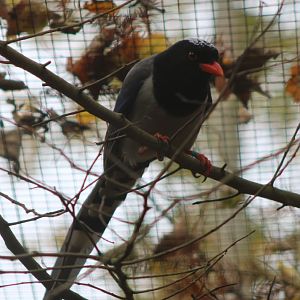 Indian red-billed blue magpie