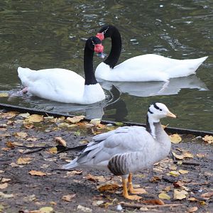 Black-necked swans and Bar-headed goose