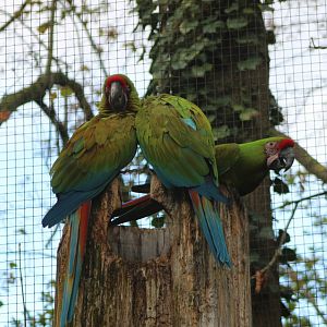 Buffon's macaws