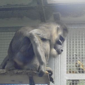 Last Drill at the Zoo