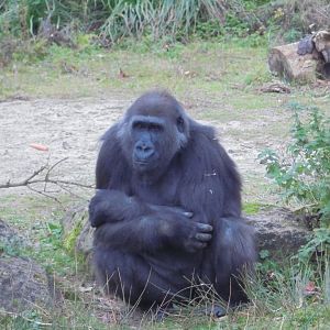 Young female Gorilla, 'Kala'.
