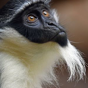 Roloway guenon, 13.10.2019