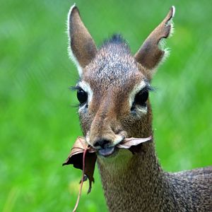 Kirk´s dik-dik, 13.10.2019
