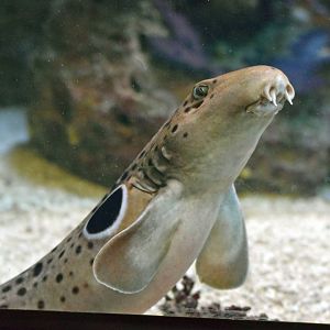 Epaulette shark, 13.10.2019