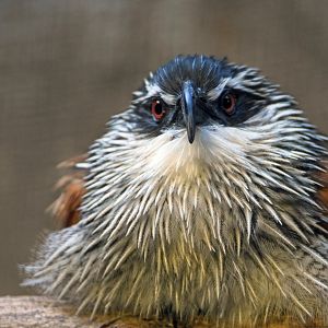 White-browed coucal, 13.10.2019