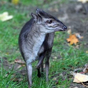 Western blue duiker, 13.10.2019