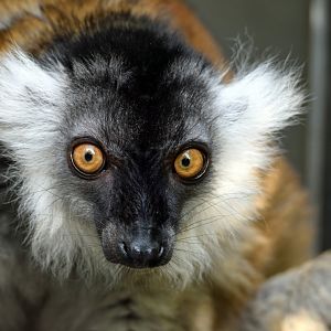Female black lemur, 13.10.2019