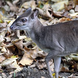 Western blue duiker, 13.10.2019