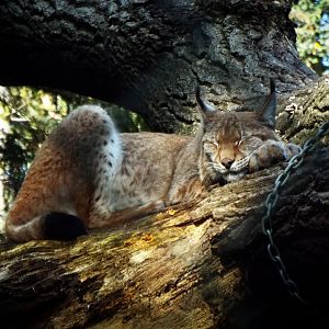 Eurasian Lynx Wildwood Escot