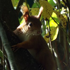 Red Squirrel Wildwood Escot