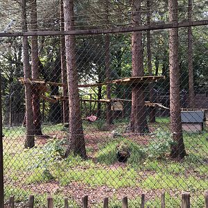 Fox Exhibit Wildwood Escot