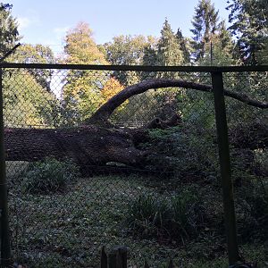 Eurasian Lynx Exhibit Wildwood Escot