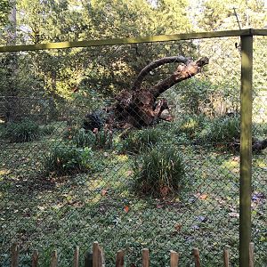 Eurasian Lynx Exhibit Wildwood Escot