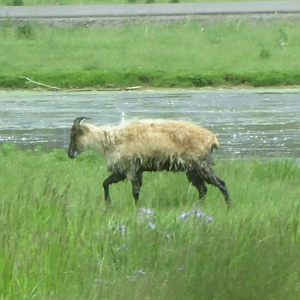 Himalayan Tahr