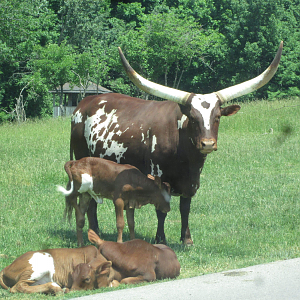 Ankole-Watusi Cow with Calves