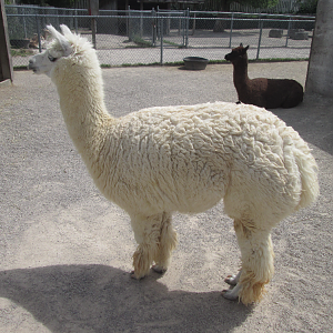 Alpaca