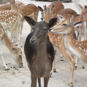 Fallow Deer