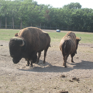 American Bison