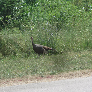 Wild Turkey