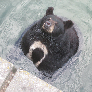 American Black Bear?