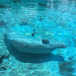 Pregnant Beluga