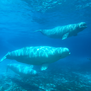 Belugas