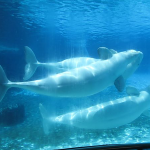 Belugas
