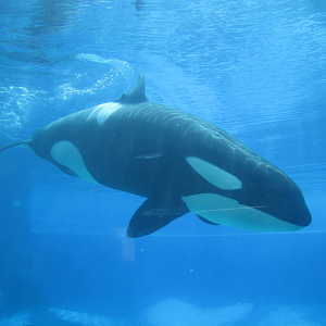 Orca
