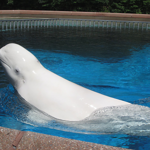 Beluga