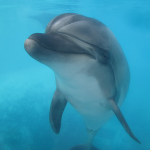 Bottlenose Dolphin