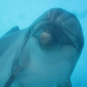 Bottlenose Dolphin