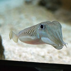 Cuttlefish, 13.10.2019