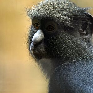 Putty-nosed monkey, 13.10.2019