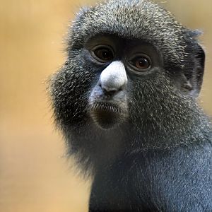 Putty-nosed monkey, 13.10.2019