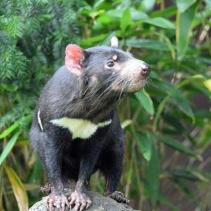 Tasmanian devil, 13.10.2019