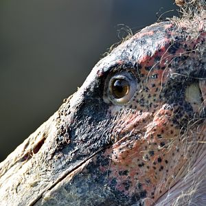 Marabou stork, 13.10.2019