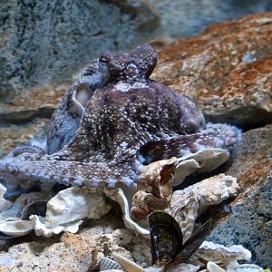 Octopus, 13.10.2019