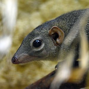 Northern tree shrew, 13.10.2019