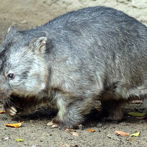 Common wombat, 13.10.2019