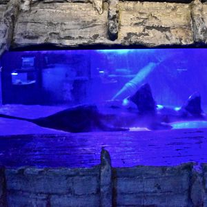 Knifetooth Sawfish (Anoxypristis cuspidata) - Noboribetsu Marine Park Nixe