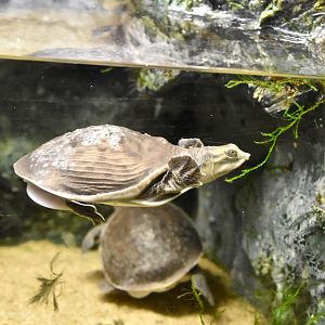 Indian Flapshell Turtle (Lissemys punctata punctata) - Noboribetsu Marine Park Nixe
